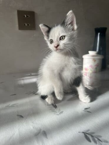 где можно купить котенка: Yaxşı əllərə — 2