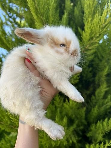 cat tanışlıq: Çox gözəl və nadir rəngə sahib Holland Lop balası satılır. ✅ 1 — 1