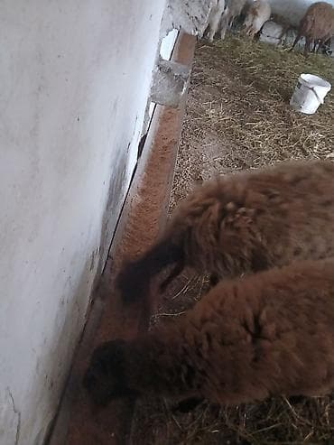 ucuz quzu: Iki baş qala cinsi ekizdilər 11 ayLlqdlLar qiymet birine aiddir.qoc — 3