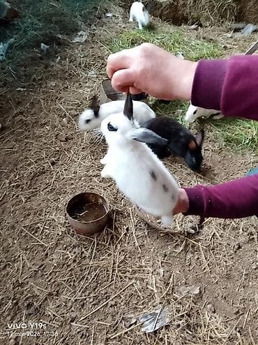 qiz dovsan adlari: Ev şəraitində saxlanılan yerli dovşanlar biri 5 manat Xüsusiyyətlər — 1