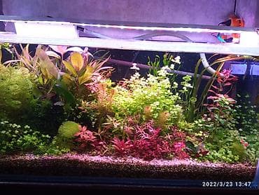 it bala: Akvarium bitkiləri, gübrələr və balıqlar — 1