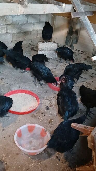 toyuga verilen adlar: Toyuq, Ətlik — 1