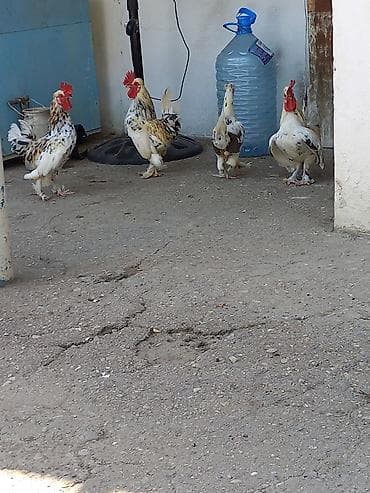 Yaponka Xoruzlar Satılır. Satılır: dekorativ xırda cins toyuqlar
