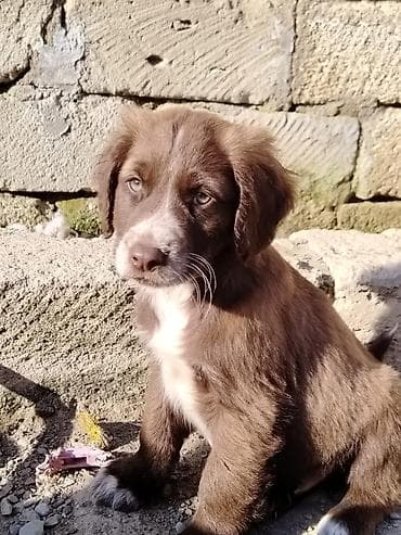 xaski balaları: Koker spaniyel, 2 ay, Dişi, Peyvəndli — 5