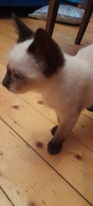 отдам даром кота: Сиамская, Самец, Самовывоз — 2