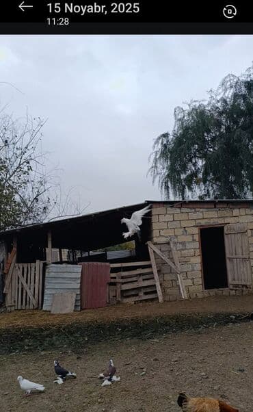 goyercin uzuyu: Oynaq quşdu Mayadi — 2