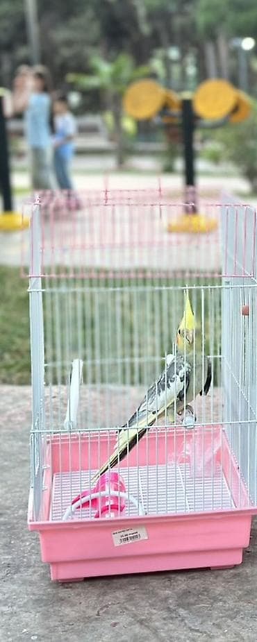Nimfa (Cockatiel) tutuquşu qəfəsi ilə birlikdə - Növ: Nimfa tutuquşu