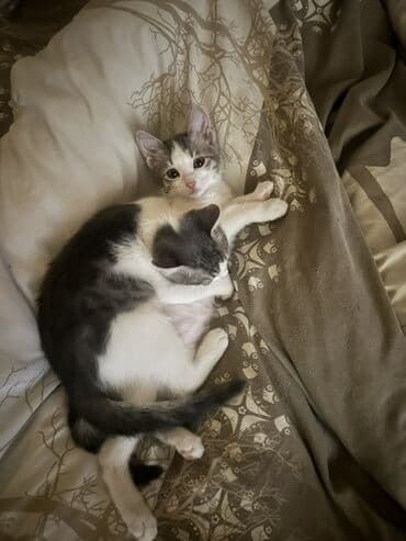 pişiklər pulsuz: Dişi, Yaxşı əllərə — 2