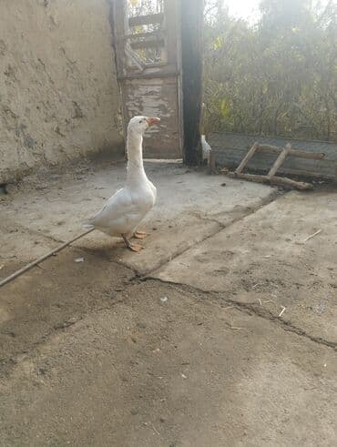 pekines itlerin satisi: Qazlar – cütlük - Növ: ev qazı - Rəng: biri tam ağ, biri boz-ağ — 6