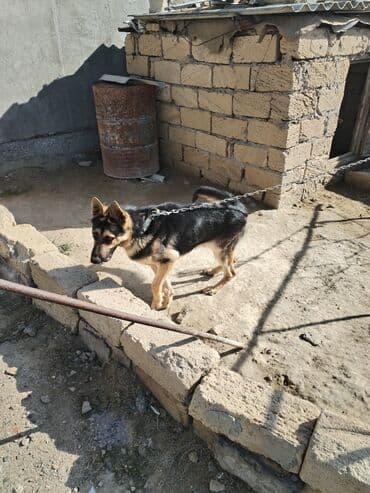 собака отдам в хорошие руки: Alman çoban iti, 6 ay, Erkek — 1