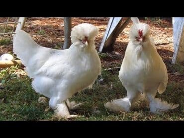 Inəklər, öküzlər: Toyuq, Damazlıq, Ödənişli çatdırılma — 9