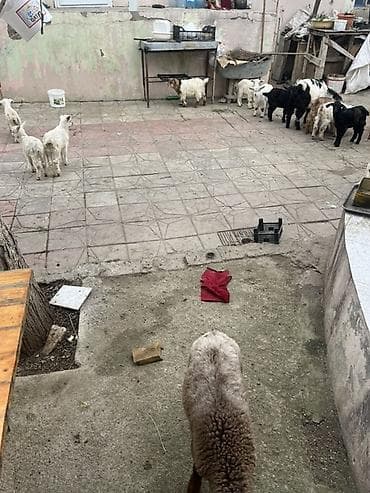 Другие с/х животные: Çəpişlər hamısı ən xırdasınnan böyüyünə qədər süd əmən heyvanlardı — 4