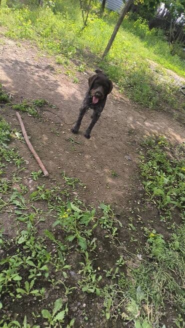 ov iti: 3 il, Dişi — 2