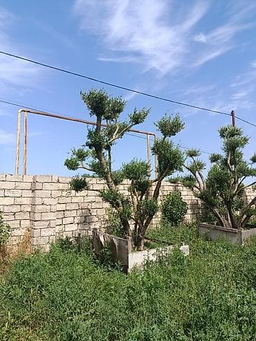 beryoza agaci: Bonsai üslubunda formalaşdırılmış zeytun ağacları - Növlər: Zeytun — 2