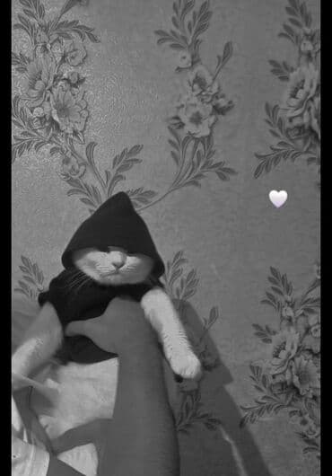 Şotland, Erkək, Yaxşı əllərə, Pulsuz çatdırılma