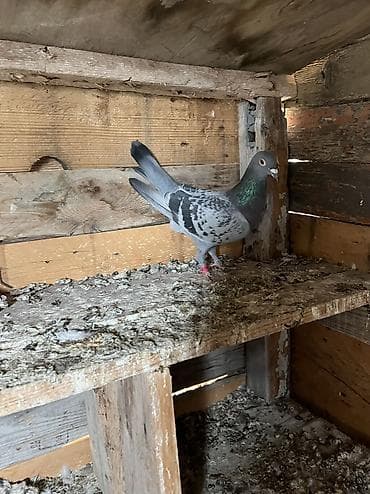 tovuz quşu: Göy Maya aşaqı yeri yoxdur — 2