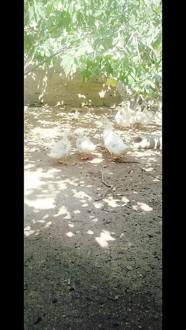 otlar sekilleri: Ağ rəngli ördək balaları - Cins: ehtimalən Pekin tipli ağ ətlik ördək — 7