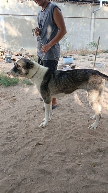 дрессировка собак баку: İt – böyük ölçülü, güclü bədən quruluşlu, qısa tüklü. - Rəng — 5