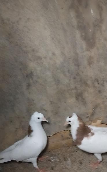 dekorativ quş: Hazir cut ballardi cutu 15 manat unvan Gence gondeemekde mumkundu — 1