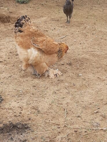 hinduşqa yumurtası: Toyuq, Brama, Damazlıq — 1