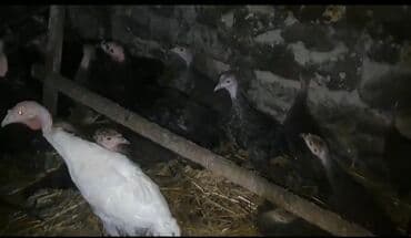 hinduşqa gəncə: Məhsul: Hind quşları 3 aylıq Ünvan gəncə 0552422494 — 3