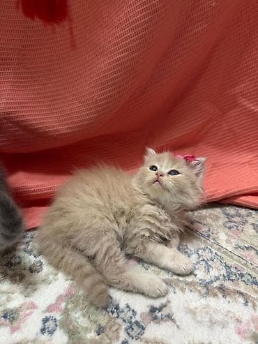 munchkin pişik: Şotland — 4