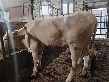 dana satişi: Salam aleykum dogmamiş dügedi kəsgiyə də verilir ayaq üstə də satilir — 7