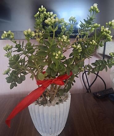 Satılır: otaq bitkiləri (şəkillərdəki qabları ilə) 1) Oxalis