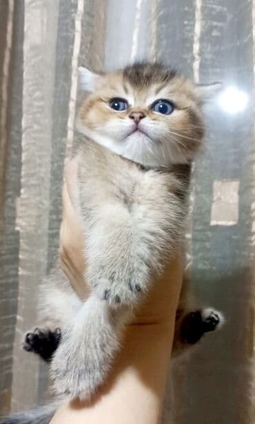 Britan, Erkək, Yaxşı əllərə, Ünvandan götürmə