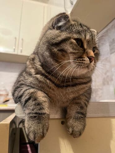 pişik cütleşdirme: Şotland yastı qulaq, Erkək — 6