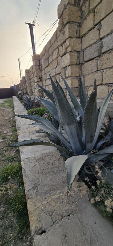 irsad telekom sabirabad: Hökməli 3 otaqlı, 66 kv. m, Yeni təmirli — 4