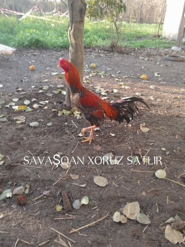 yaponka xoruz: Savaşqan xoruz satılır. - Cins: döyüş tipi xoruz - Rəng: al-qara — 1