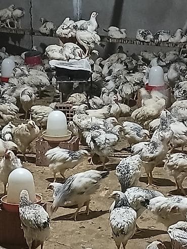 K/t heyvanları və malları: Toyuq cücələri, Ətlik — 2
