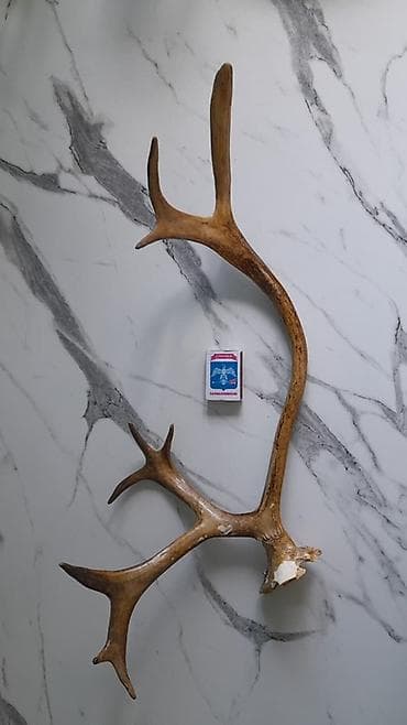 Pastel dəstləri: Təbii maral və ceyran buynuzları – dekorativ kolleksiya Məhsul — 1