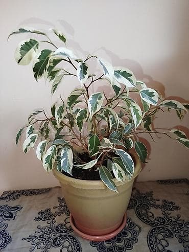 фикус мелани: Ficus benjamina ‘Variegata’ (ala-bəzəkli fikus) – dekorativ otaq — 1
