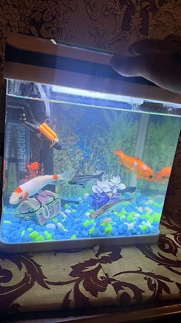 qızıl balıqlar: Akvaryum dəsti – kompak tək parça şüşə akvarium və aksesuarlarla — 2