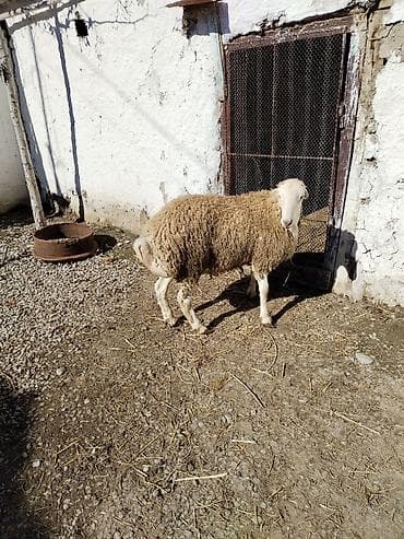 Другие животные: Təmiz qan tatalılar sortu toxumluq erkəy tam saqlam heyvandı — 6