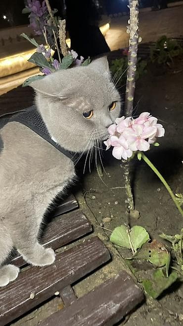 pişik geyimi: Britan, Erkək — 4