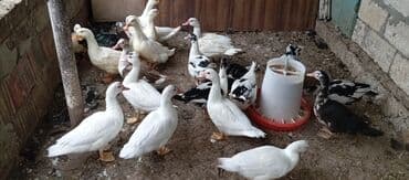 lal ördək balasi: Satılır kim istəsə zakaz edə bilər.Ünvan Biləsuvar — 2