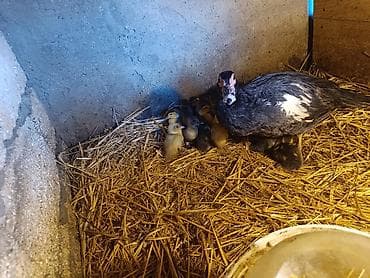 ördek: 15 ədəd 4 günlük təmiz cins lal ördək balaları.Macar,Mirvari,fındığı — 5