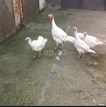 Hinduşka: Sağlam heyvanlar — 2