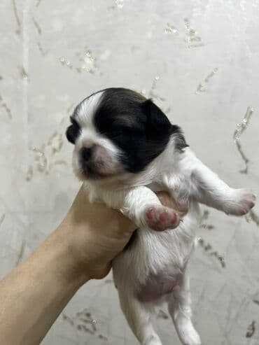 doyus itleri: Pekines, Dişi, Ünvandan götürmə — 2