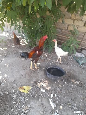 bugdanin qiymeti: Xoruz, Heyratı, il: 1, Ünvandan götürmə — 3