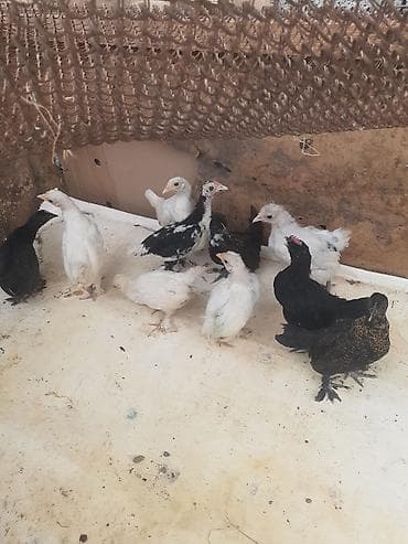 yaponka cucesi: Ağ-qara-bəzəkli hamısıda ayaqları lələkli 2 balaca sort yaponkalar — 7