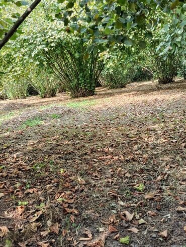 findiq ləpəsi: Salam bağ Qəbələ rayon Nic qəsəbəsində dir bağ 67 sotdan ibarətdir 170 — 4