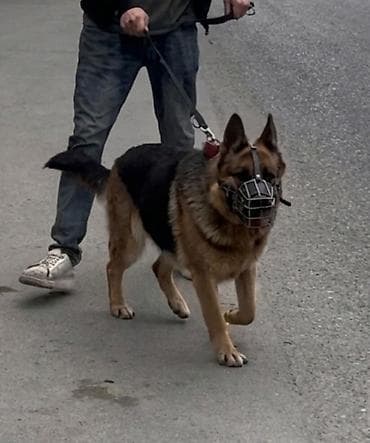 Alman çoban iti, 1 il, Dişi, Peyvəndli, Ünvandan götürmə — 3