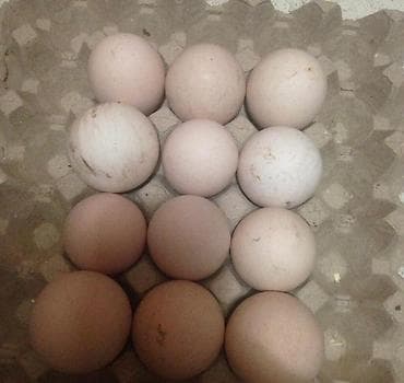 Süd: Salam Hər Növ Tovuz Quşu yumurtalarının satışı — 2