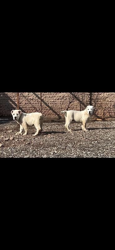 Quşlar: Satışda: ağ rəngli iri cüssəli balalar (2 ədəd) Xüsusiyyətlər: - — 1