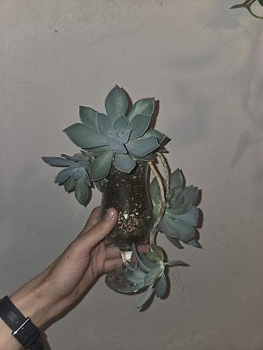 diffenbaxiya bitkisi: Aloe vera dekorativ otaq bitkisi – saksıda - Növ: Aloe vera — 2