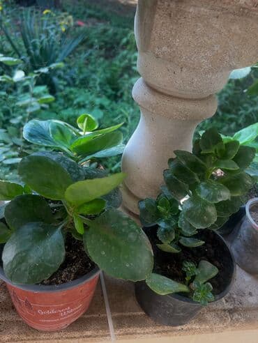 продажа комнатных растений: Her biri ucuz kimete Gencededi catirma var size yaxin yere ancag — 25